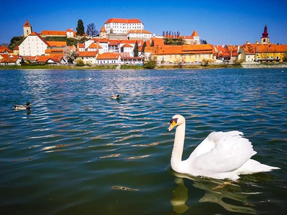 Hostel Sonce Ptuj Eksteriør billede
